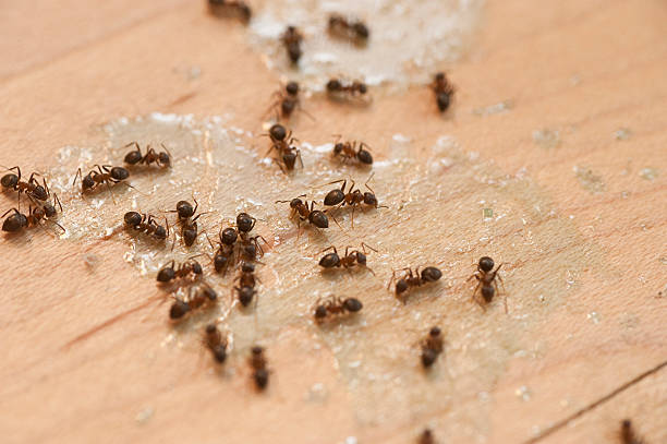 Best Best Pest Control Companies  in Pevely, MO